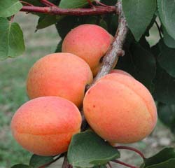 Albaricoquero 'Rouge du Roussillon'